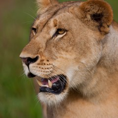 Lioness (454F10267)