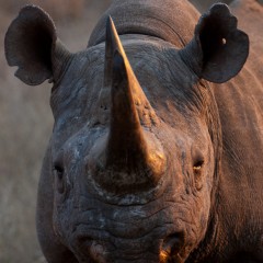 Black rhino (454F8580)