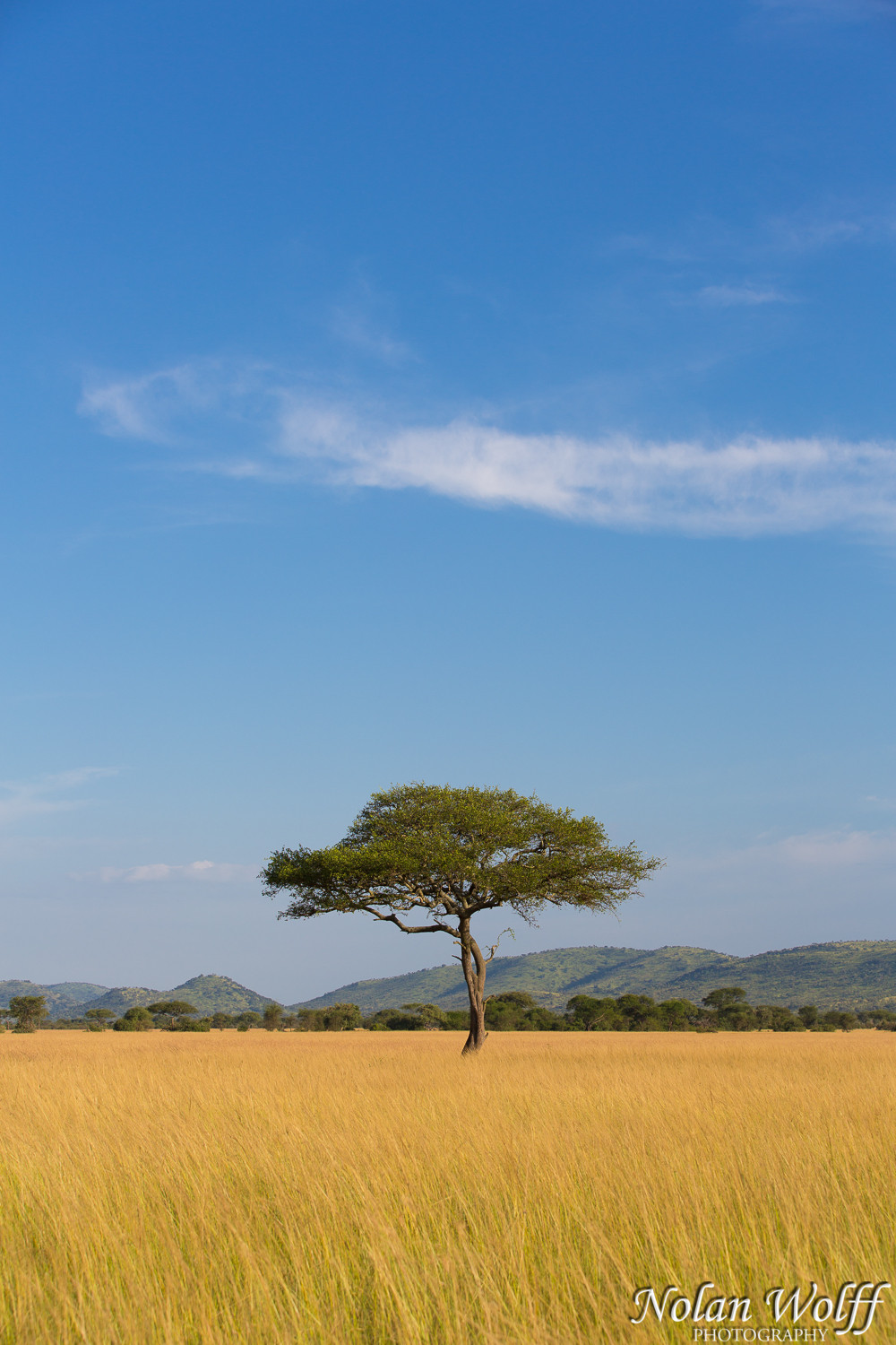 Lone acacia tree, Serengeti (3J8A00030) - Nolan Wolff Photography ...